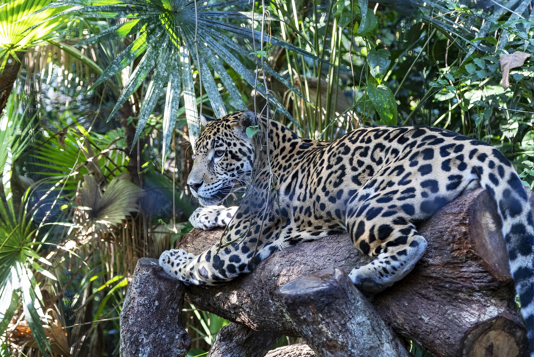 Jaguar Belize